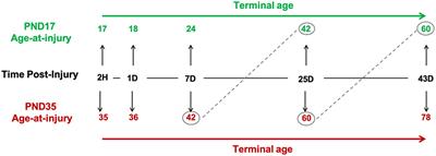 Age-At-Injury Influences the Glial Response to Traumatic Brain Injury in the Cortex of Male Juvenile Rats